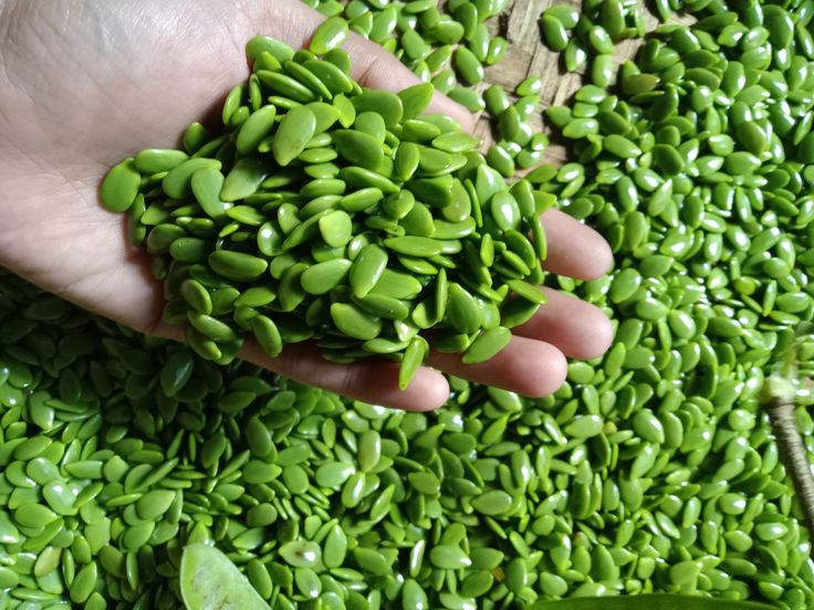 Manfaat Petai Cina bagi Ibu Hamil dan Cara Mengolahnya dengan Benar - Globumil
